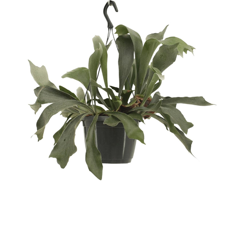 Platycerium Netherlands Hang - Hertshoornvaren - 30cm - Ø17