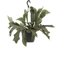 Platycerium Netherlands Hang - Hertshoornvaren - 30cm - Ø17