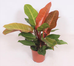 Philodendron Prince of Orange - Ø17cm - ↕45cm