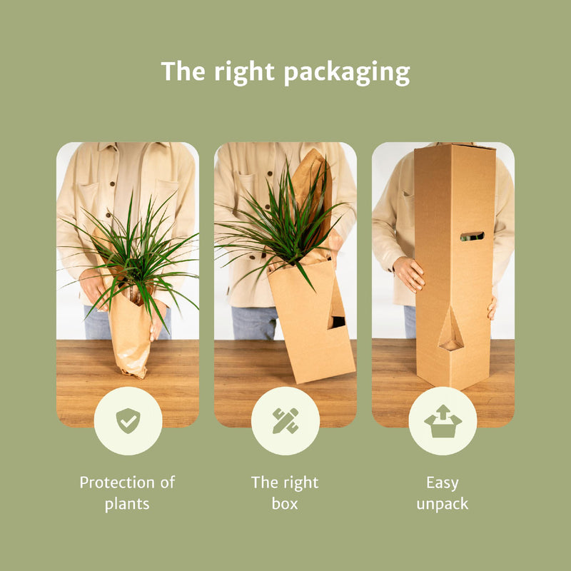Makkelijke plantenbox - 4 kamerplanten - Diverse hoogtes - Ø14-Ø17
