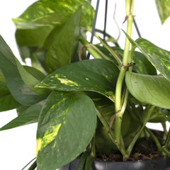 Epipremnum Aureum - Scindapsus - Ø15cm - ↕25cm