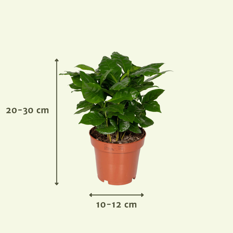 Verrassingsbox - 5 diverse kamerplanten - ø12cm - ↕10-25 cm