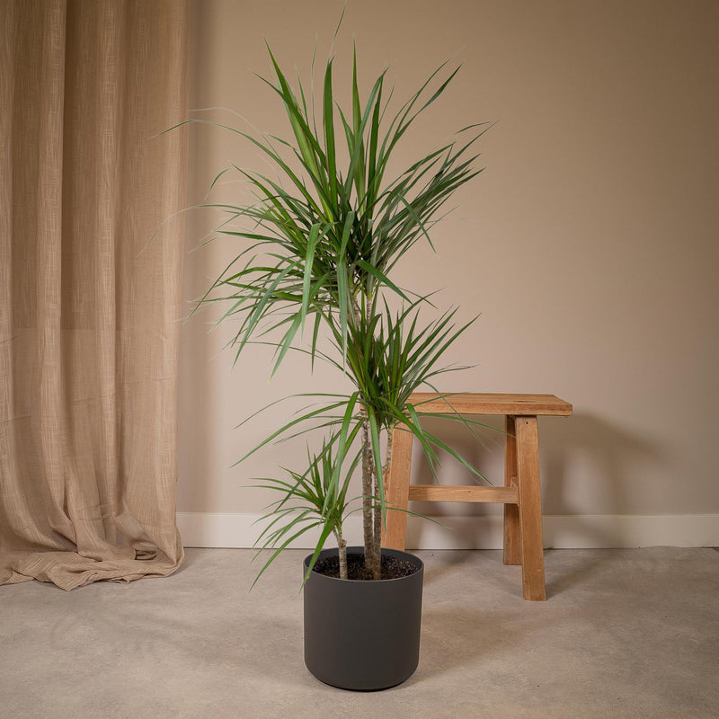 Dracaena Marginata - Drakenboom - 115cm - Ø21