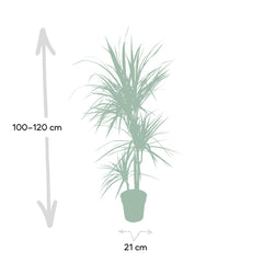 Dracaena Marginata - Drakenboom - 115cm - Ø21