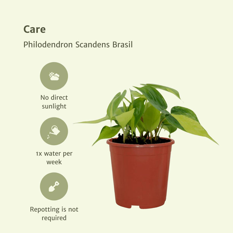 4x Philodendron Scandens Brasil  - 15cm - ø12