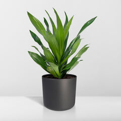 Dracaena Fragrans Groen - Drakenboom - Ø17cm - ↕40cm