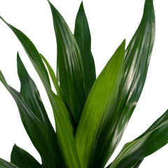 Dracaena Fragrans Groen - Drakenboom - Ø17cm - ↕40cm