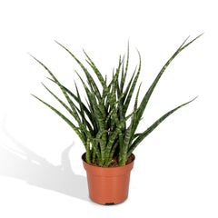 Sansevieria Fernwood Punk - Vrouwentong - Ø12cm - ↕30cm