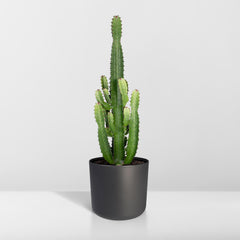 Euphorbia Acruensis - Cactus - Ø24cm - ↕60cm