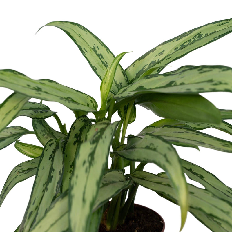 Aglaonema Cutlass - ø12cm -↕30cm