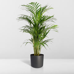 Dypsis Lutescens - Areca Palm - Ø21cm - ↕110cm