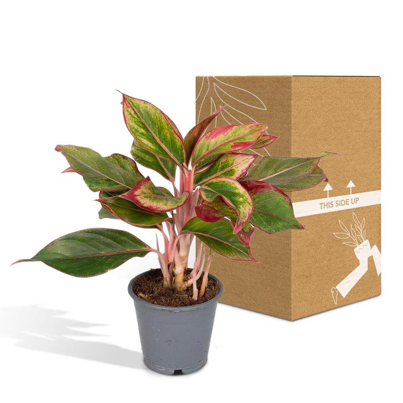 Aglaonema Crete - ø12cm - ↕30cm