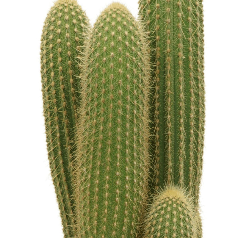 Vatricania Guentheri - Cactus - 55cm - Ø21
