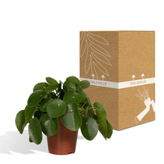 Pilea Peperomiodes - Pannekoekenplant - Ø15cm - ↕25cm