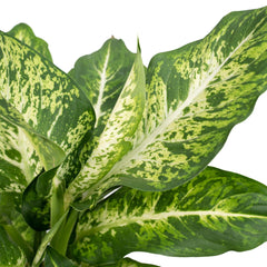 Dieffenbachia Mars - Dief van Bagdad - Ø17cm - ↕50cm