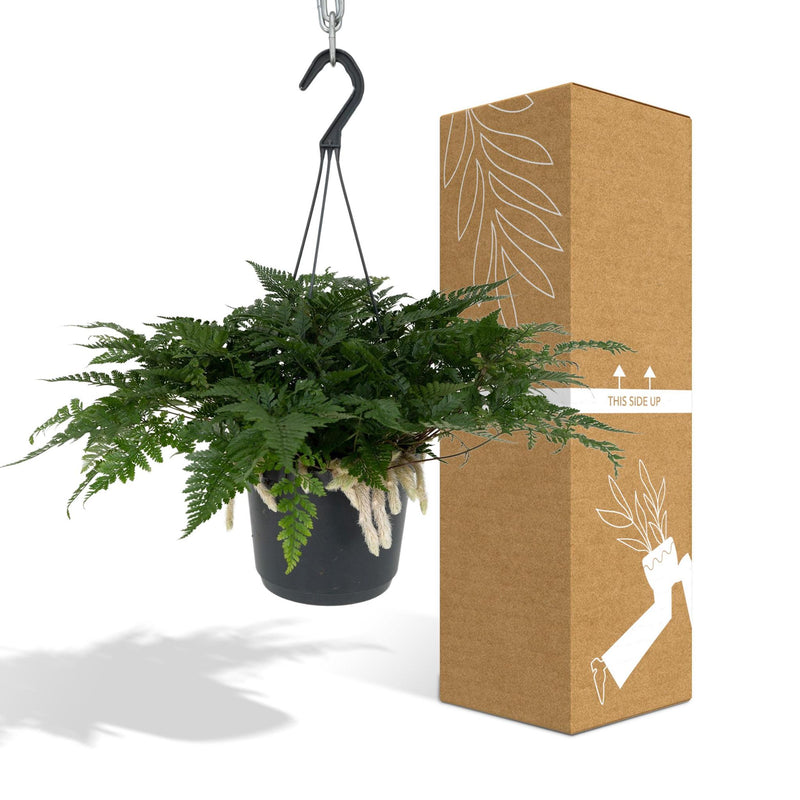 Humata Tyermannii Hang - Hazenpootvaren - Ø17cm - ↕20cm