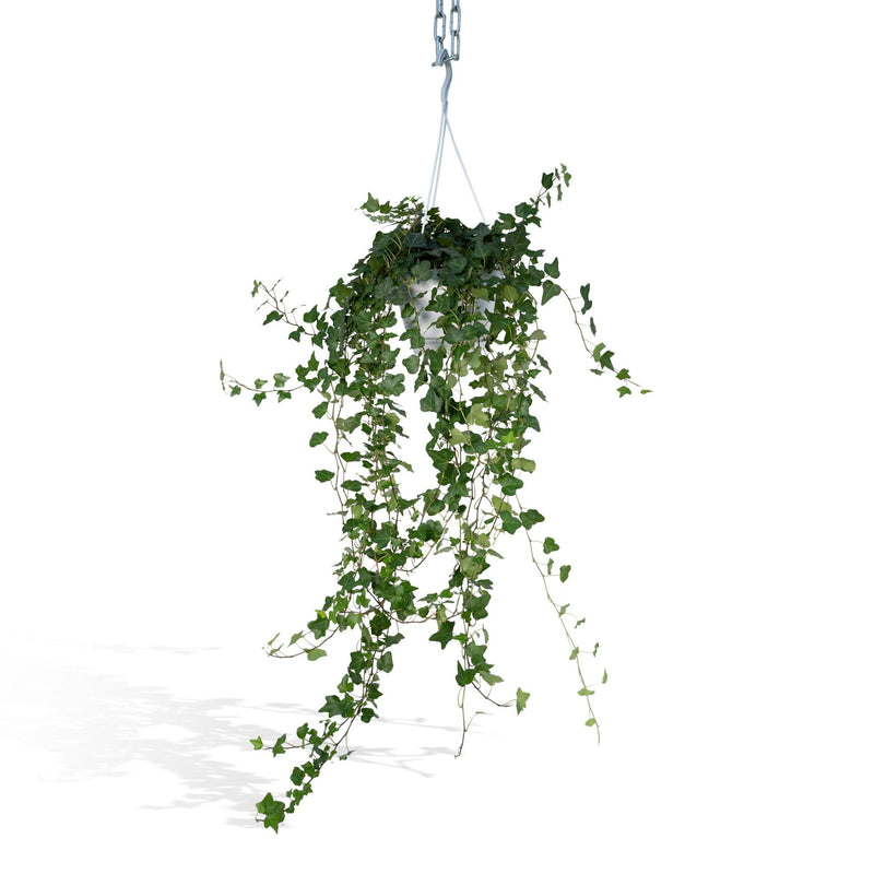 Hedera Wonder Green Hang - Klimop - Ø17cm - ↕70cm