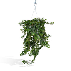 Hedera Wonder Green Hang - Klimop - Ø24cm - ↕70cm