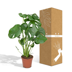 Monstera Deliciosa - Gatenplant - Ø17cm - ↕55cm