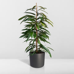 Ficus Amstel King - Treurvijg - ø21cm - ↕100cm