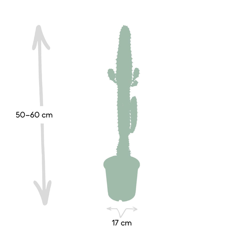 Euphorbia Acrurensis - Cactus - Ø17cm - ↕50cm