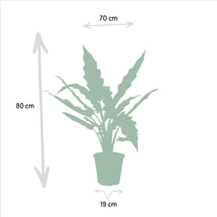 Alocasia Lauterbachiana - Ø19cm - ↕80cm