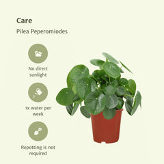 2x Pilea Peperomiodes - Pannekoekenplant - 25cm - ø15