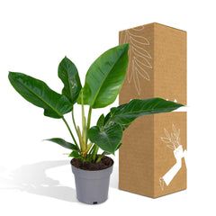 Philodendron Imperial Green -  - 65cm - Ø19