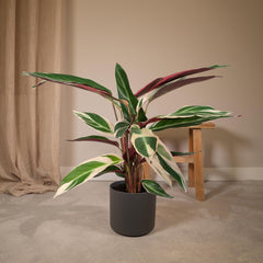 Calathea Triostar - Ø19cm - ↕70cm