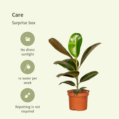Verrassingsbox - 6 diverse kamerplanten - 10-25 cm - Ø12