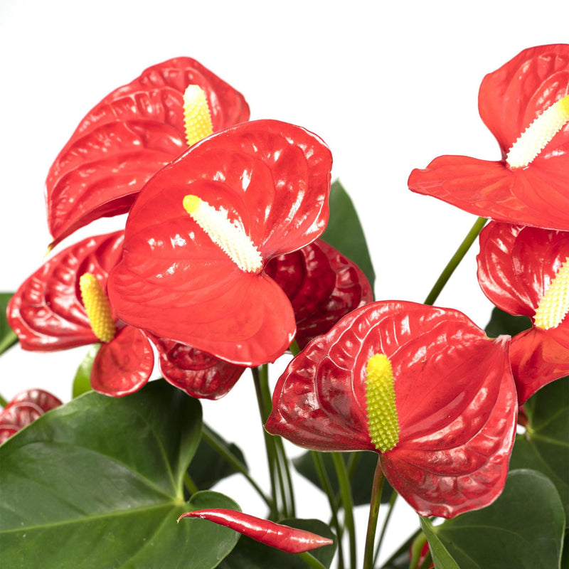 Anthurium Red - Flamingoplant - Ø17cm - ↕55cm