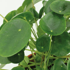 2x Pilea Peperomiodes - Pannekoekenplant - 25cm - ø15
