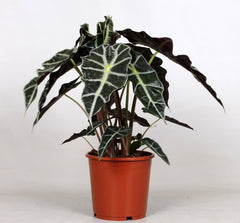 Alocasia Polly - Ø17cm - ↕45cm