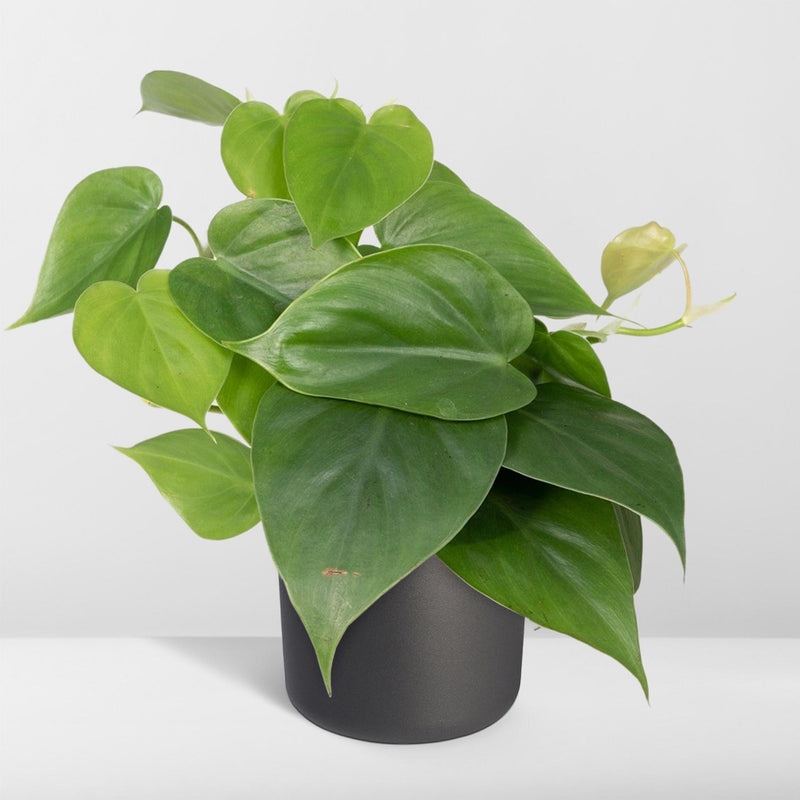 Philodendron Scandens - Ø12cm - ↕15cm