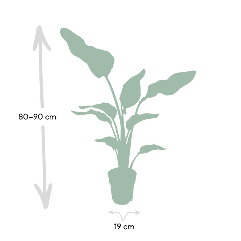 Strelitzia Nicolai - Ø19cm - ↕80cm