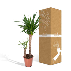 Yucca Elephantipes - Palmlelie - 100cm - Ø21