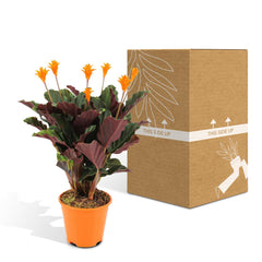 Calathea Crocata - Pauwenplant - ø14cm - ↕40cm