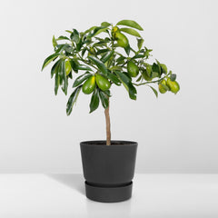 Citrus Kumquat - Ø15cm - ↕45cm