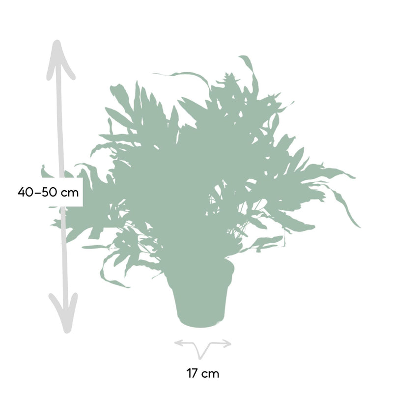 Phlebodium Aureum Blue Star - Zinkvaren - Ø17cm - ↕50cm