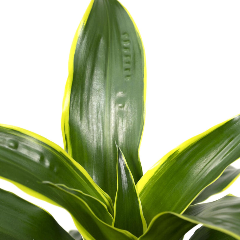 Dracaena Fragrans Groen Geel - Drakenboom - Ø17cm - ↕40cm