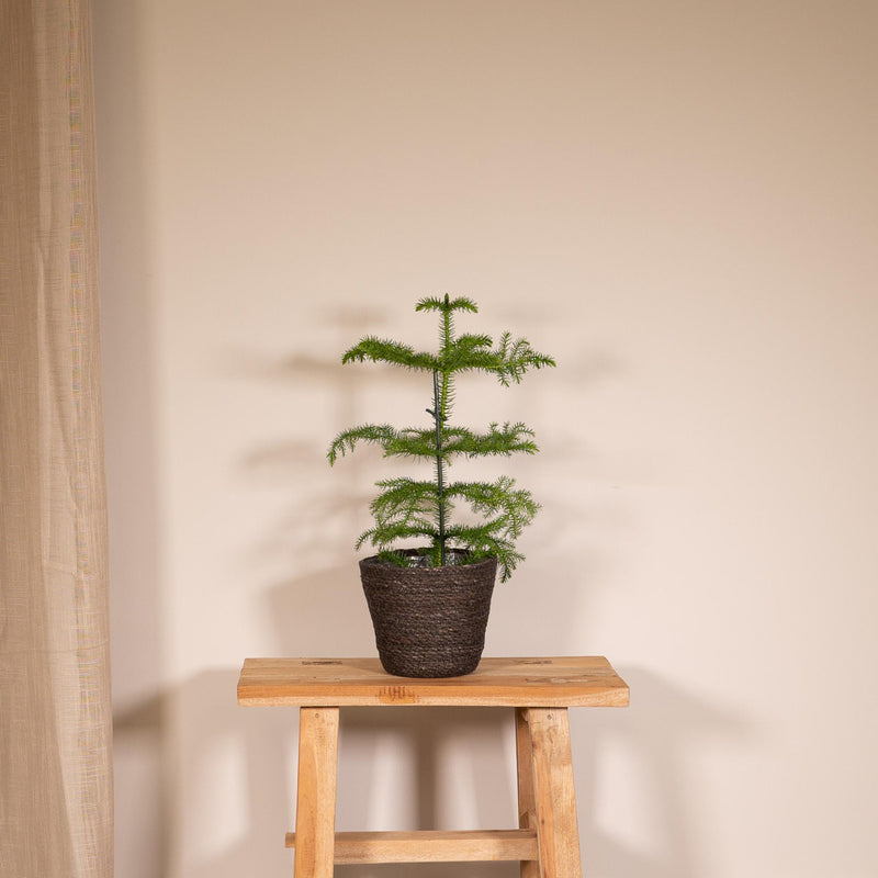 Araucaria - Kamerden - Ø14cm - ↕40cm