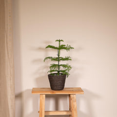 Araucaria - Kamerden - Ø14cm - ↕40cm