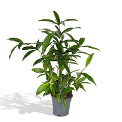 Dracaena Surculosa - Drakenboom - Ø17cm - ↕60cm