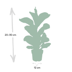 Ficus Lyrata Bambino - 30cm - ø12