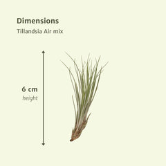Tillandsia Air mix - 5 stuks - ø6cm - ↕6cm