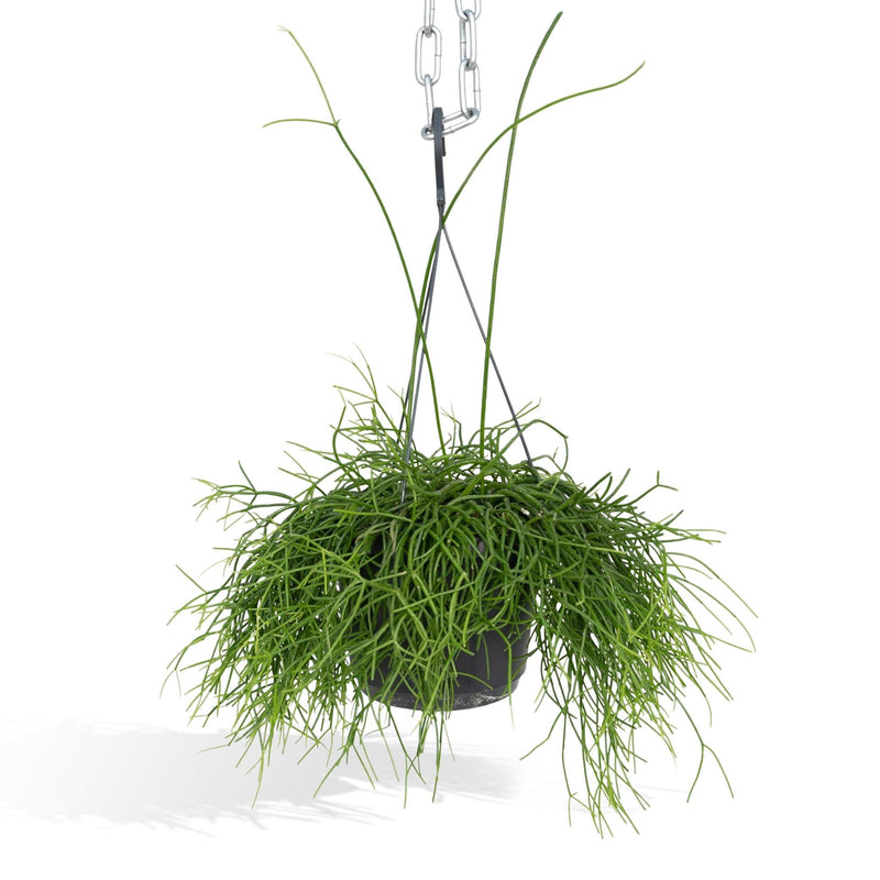 Rhipsalis Oasis - Koraalcactus - ø17cm - ↕30cm