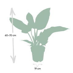 Philodendron Imperial Green -  - 65cm - Ø19
