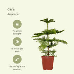 Araucaria - Kamerden - 70cm - Ø21