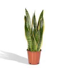 Sansevieria Laurentii - Vrouwentong - Ø14cm - ↕40cm