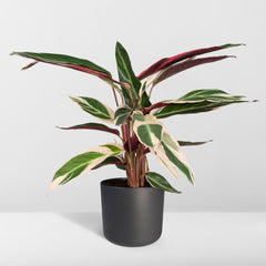 Calathea Triostar - Ø19cm - ↕70cm